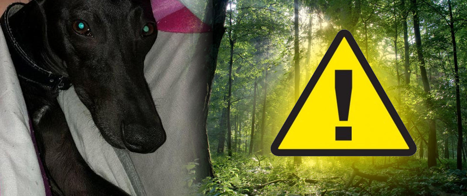 Alabama Rot strikes sacriston family dog