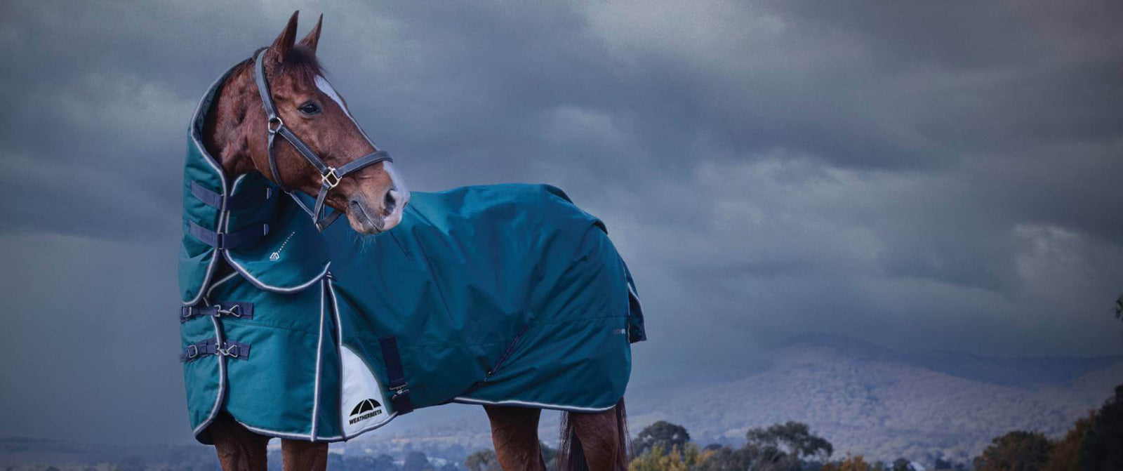 How to Tell if Your Horse Is Too Hot or Too Cold