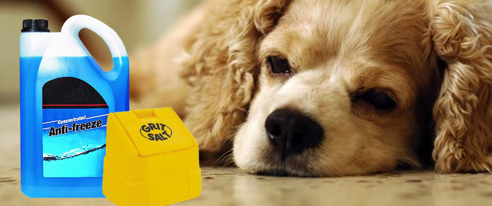 Protect your Pets from De-icing Products!