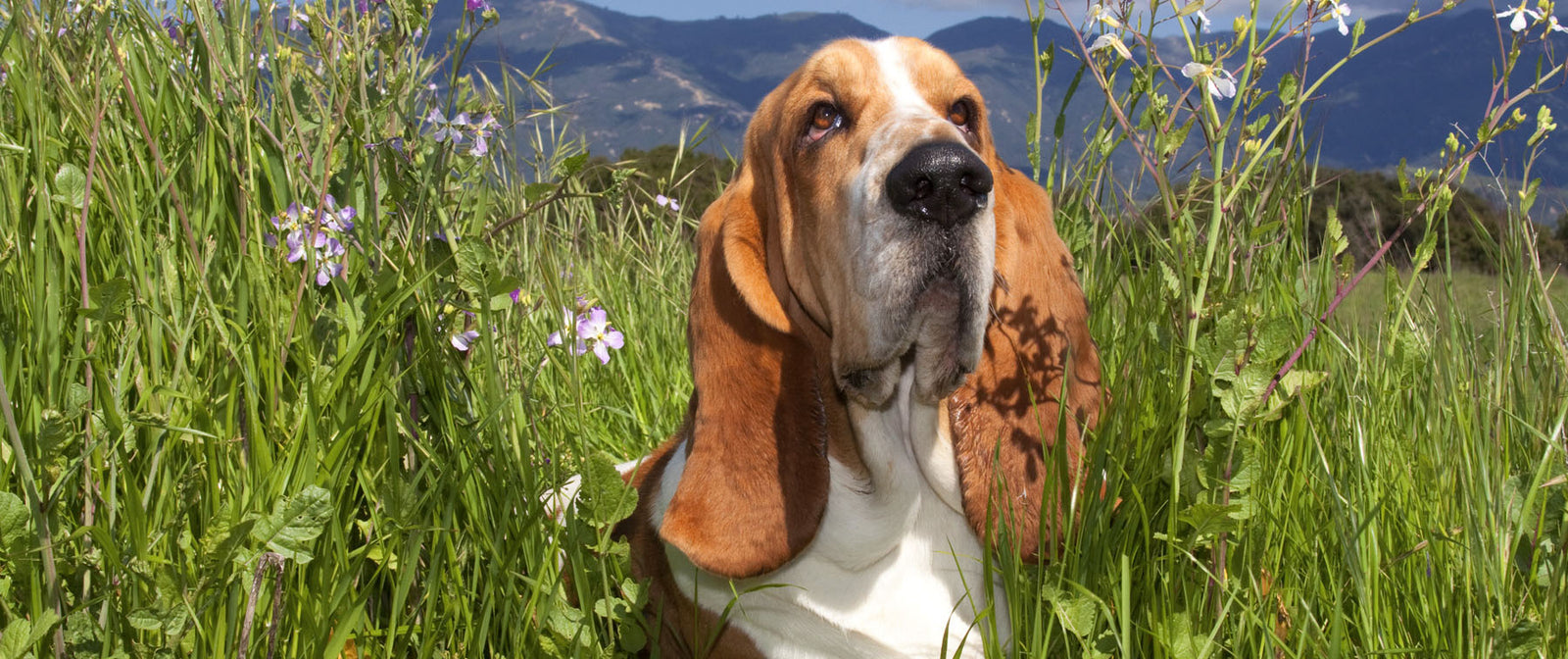 What Dog Breed is Right For Me?