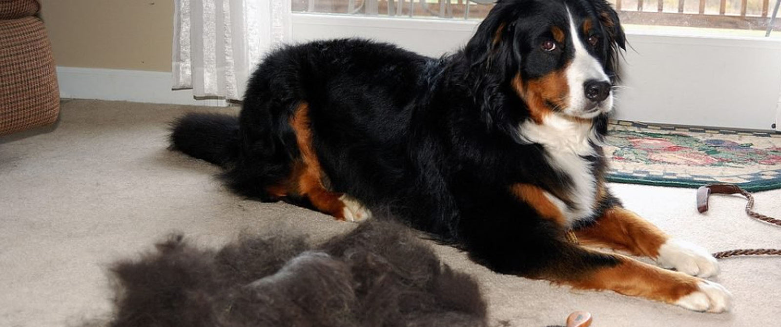 Top Tips for De-Shedding your dog