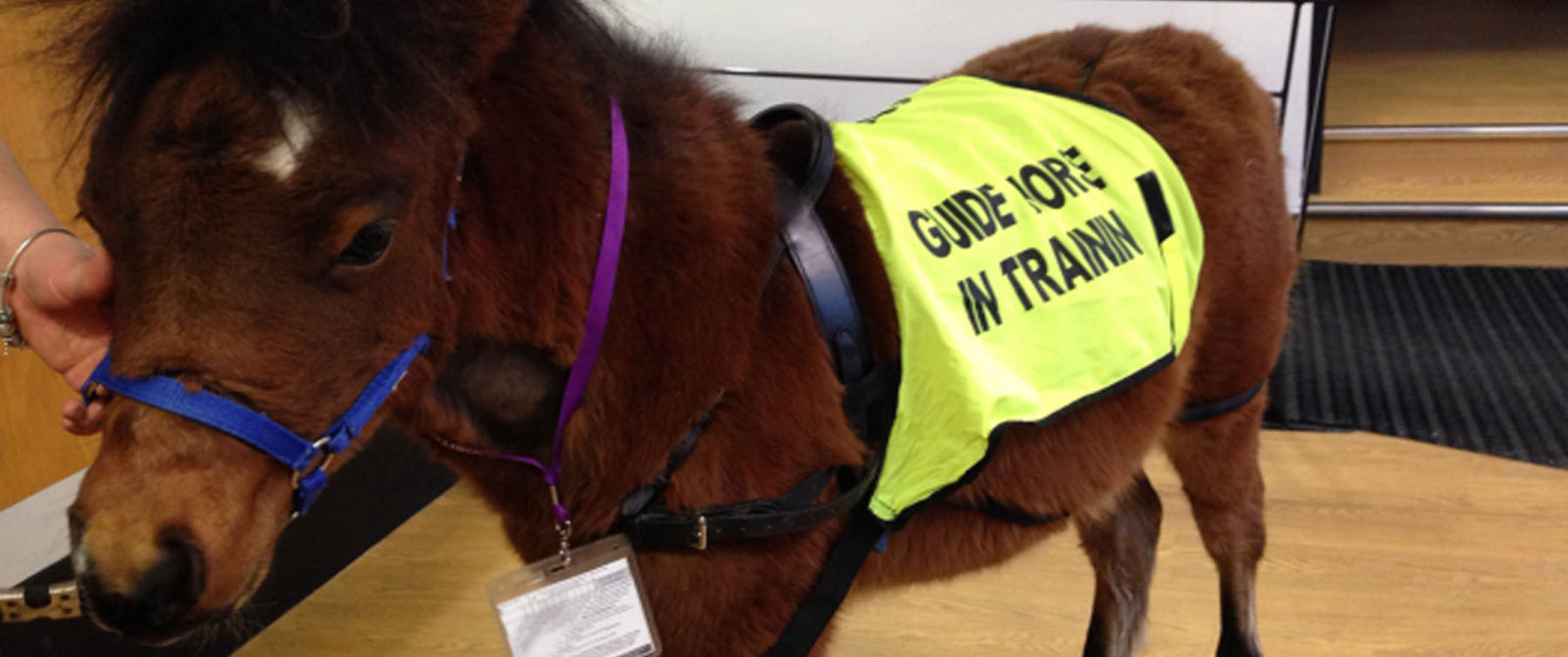 First 'guide horse' helps blind journalist