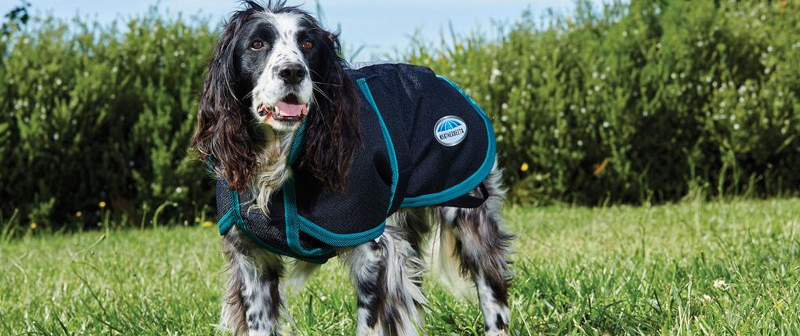 weatherbeeta dog coat on a spaniel dog in a field | PetnPony