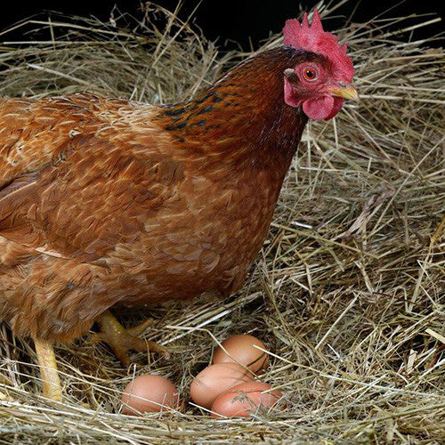 Chicken Bedding &amp; Nesting