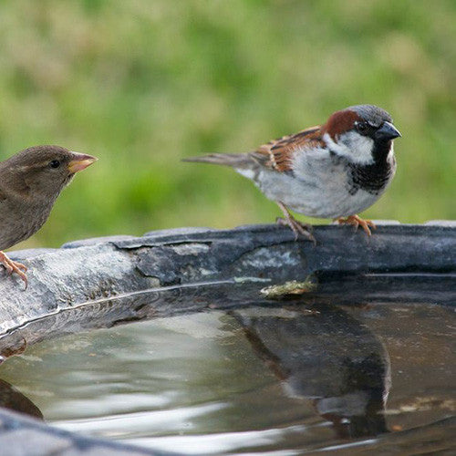 Wild Bird Accessories