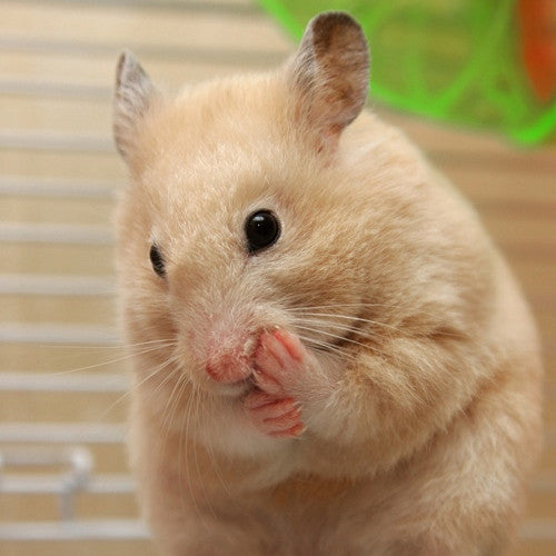 Hamster Grooming