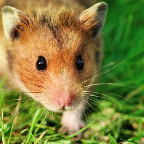 Hamster Health & Hygiene