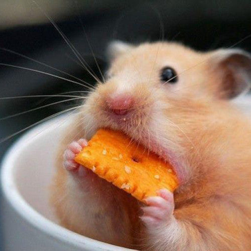 Hamster Snacks &amp; Treats