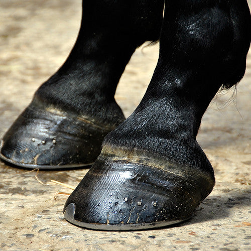 Hoof Care