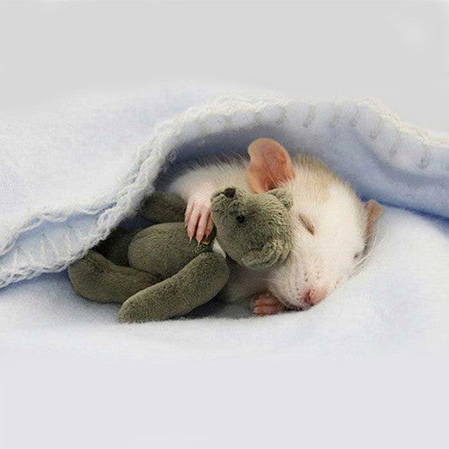 Rat Bedding