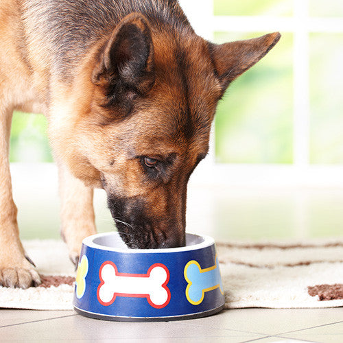 Dog Bowls & Drinkers