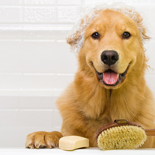 Dog Grooming