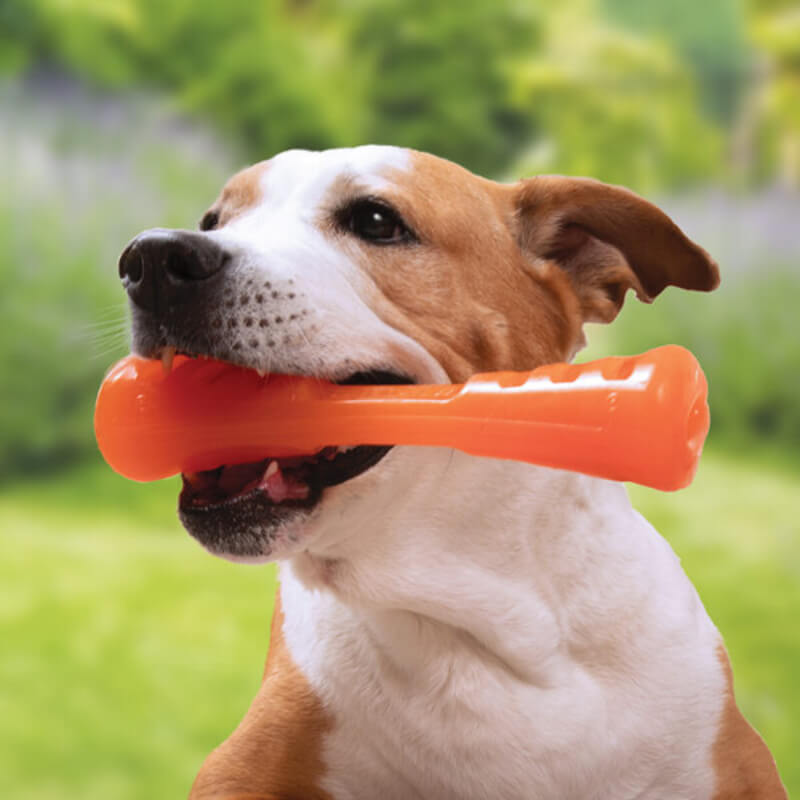 Brown and white dog with a durable Bionic Urban Stick toy by Bionic in its mouth outdoors.