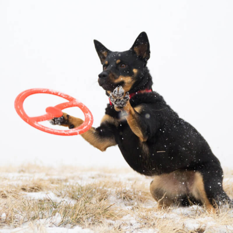 Black and brown dog catching a Bionic Toss-N-Tug Ring toy by Bionic in a snowy field.