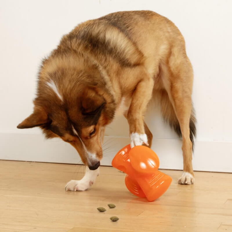 Dog with a Bionic Stuffer by Bionic, eyeing treats on the wooden floor.