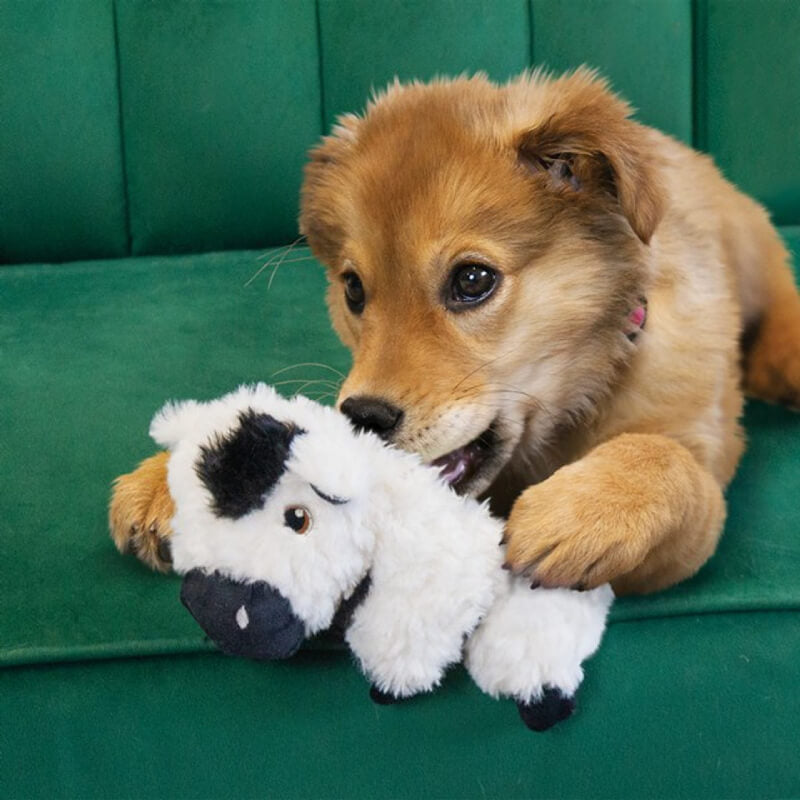 Brown puppy playing with a Kong KONG Comfort Tykes Cow Small toy on a green couch.