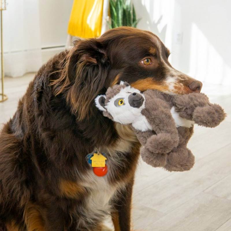 Brown dog with a KONG Scampers Lemur Medium toy by Kong indoors on a light floor.