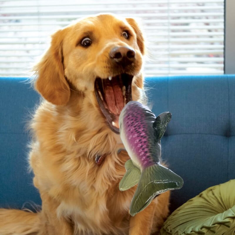 Golden retriever playfully bites a Kong Wild Shieldz Trout Medium on a blue couch.