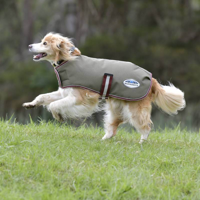 A dog in a Weatherbeeta Comfitec Premier Free Parka runs on grass with trees behind.