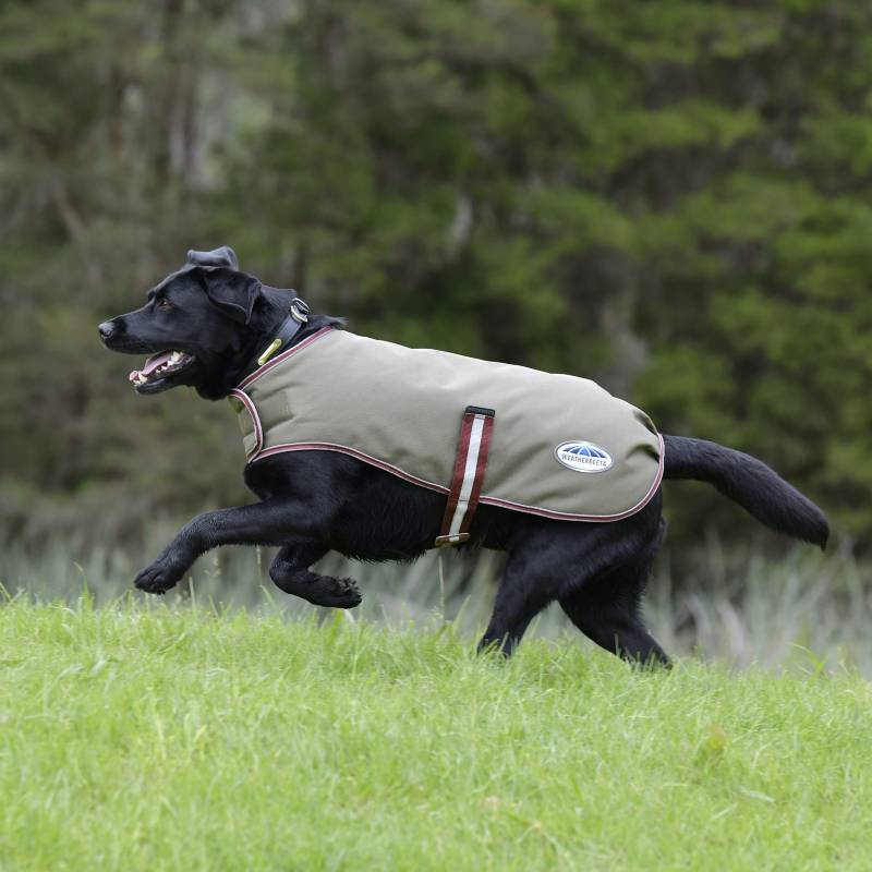 Black dog in Weatherbeeta Comfitec Premier Free Parka Coat (Medium, Olive Green) on grass.