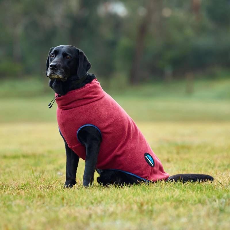 Black Labrador in a Weatherbeeta Comfitec Fleece Zip Dog Coat Burgundy/Navy on grass.