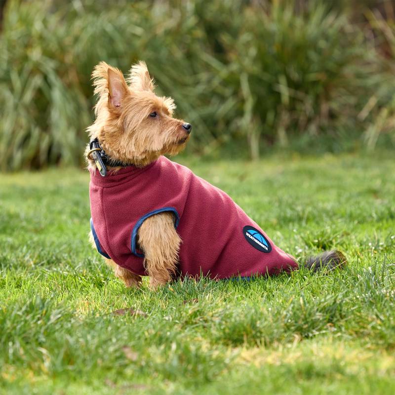 Small dog in Weatherbeeta Comfitec Fleece Zip Dog Coat Burgundy/Navy sits on grass, alert.