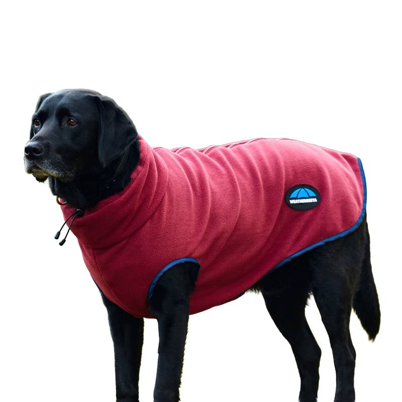 Black dog in a Weatherbeeta Comfitec Fleece Zip Dog Coat in Burgundy/Navy.