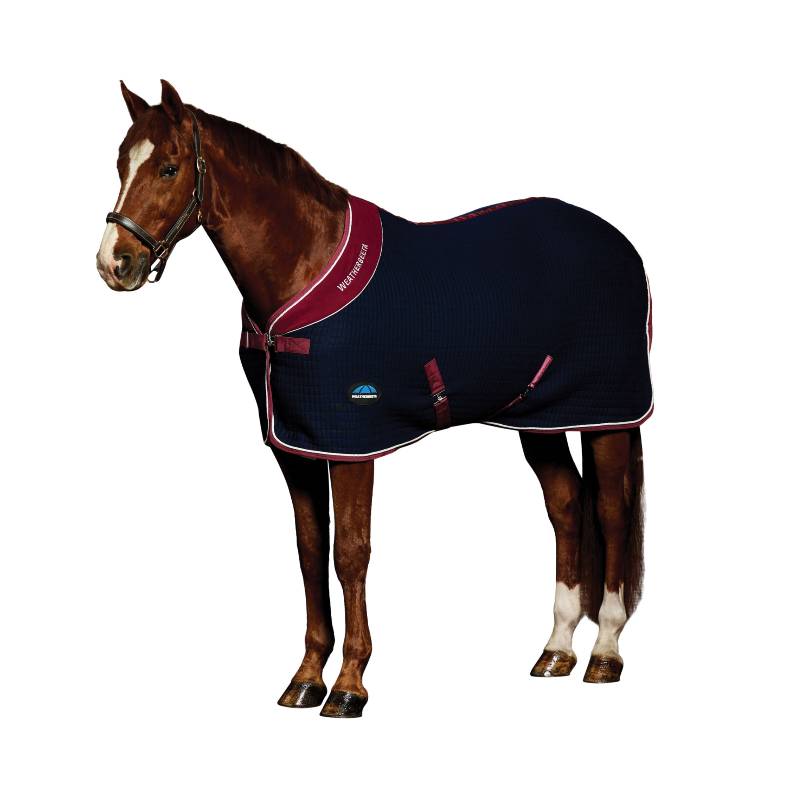 A brown horse wears a Weatherbeeta Thermocell Cooler Navy/Burgundy on a white background.