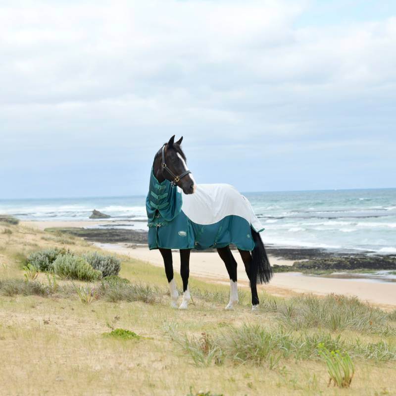 A horse in a Weatherbeeta Comfitec Green-Tec Airflow Mesh Combo Neck stands by the ocean.