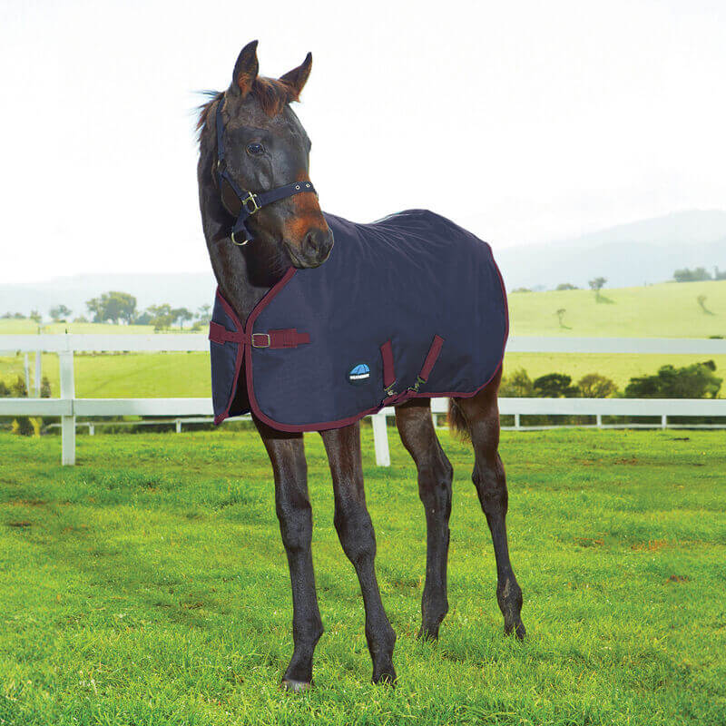 A foal stands alert in a Weatherbeeta 1200D Foal Standard Neck Medium Weight 220g rug.