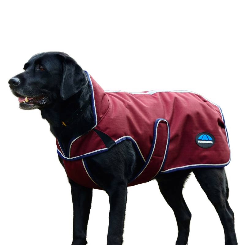 Black dog wearing a Weatherbeeta Comfitec Premier Deluxe coat in burgundy/navy on white.