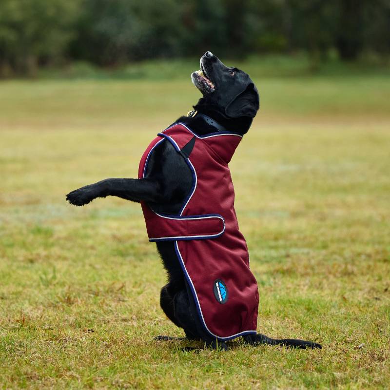 Black dog wears a Weatherbeeta burgundy/navy waterproof dog coat on grass with trees behind.