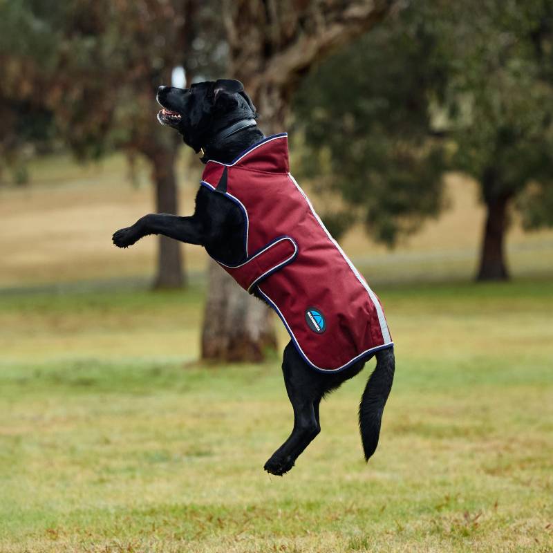 Black dog in a Weatherbeeta Comfitec Burgundy/Navy waterproof coat on grassy field.