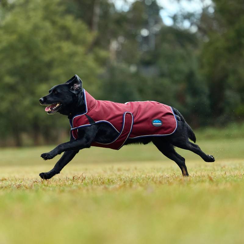 A black dog in a Weatherbeeta burgundy/navy waterproof coat runs across a grassy field.