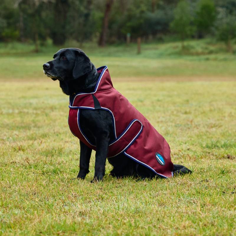 Black dog in Weatherbeeta Comfitec Premier Deluxe Waterproof Dog Coat rests on grassy field.