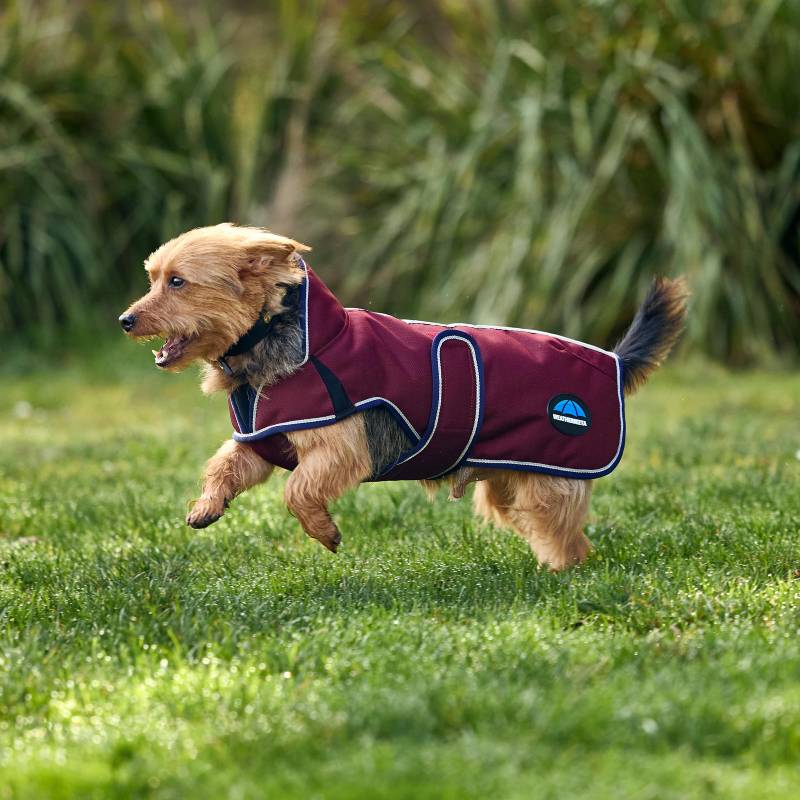Small dog in Weatherbeeta Premier Deluxe Burgundy/Navy coat runs on grass with greenery behind.