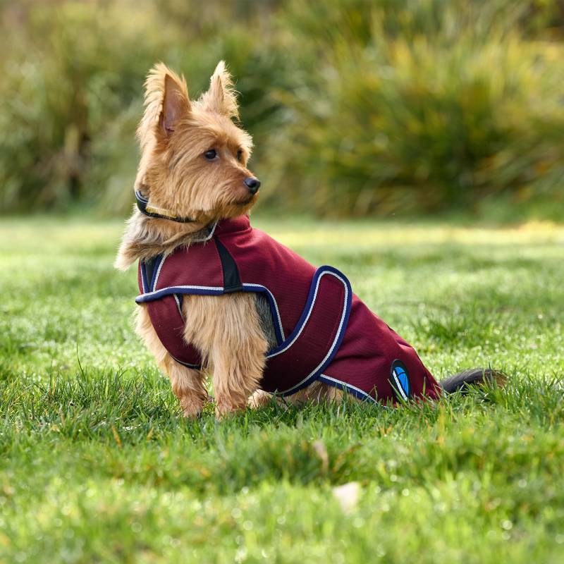 Small dog in a Weatherbeeta Comfitec Premier Deluxe Burgundy/Navy coat sits on grass.