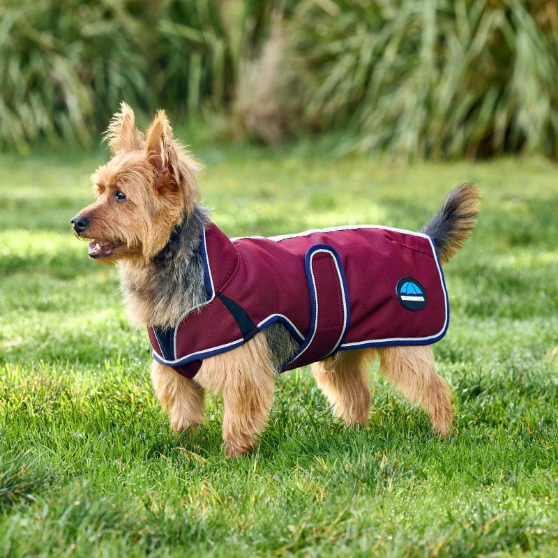 Small dog in a Weatherbeeta Premier Deluxe Waterproof Coat stands on green grass with bushes.