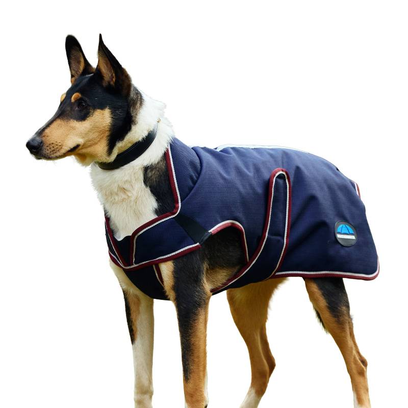 A dog in a Weatherbeeta Comfitec Premier Deluxe navy/burgundy waterproof coat.