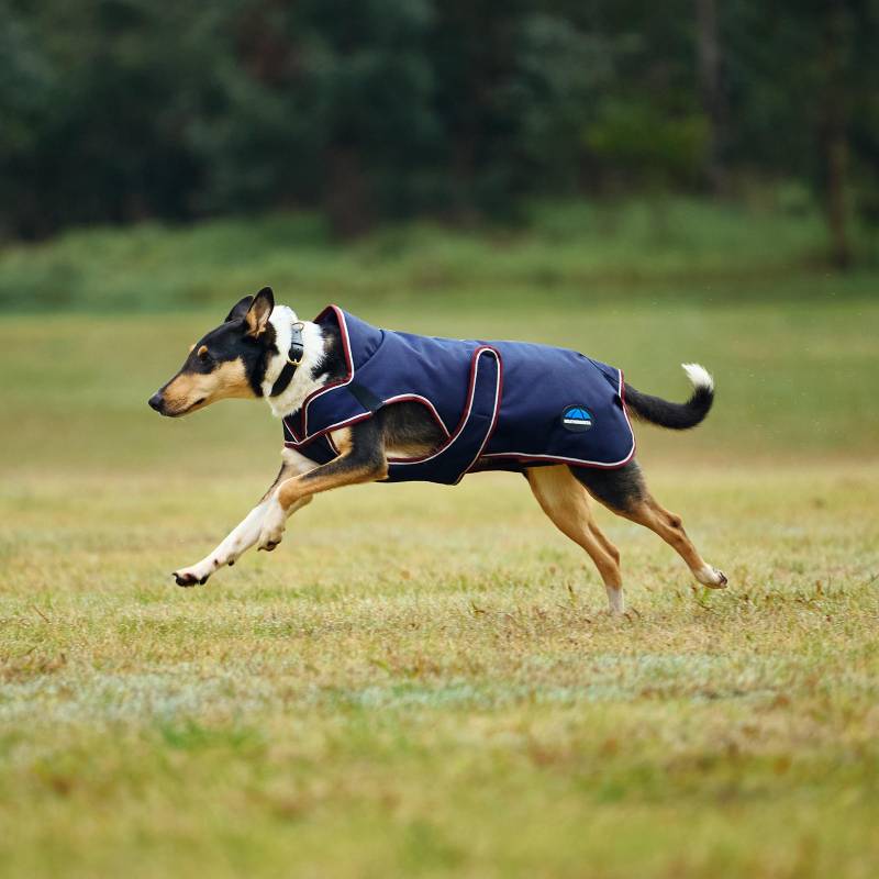 Dog in a Weatherbeeta Comfitec Premier Deluxe Navy/Burgundy coat runs on grass.