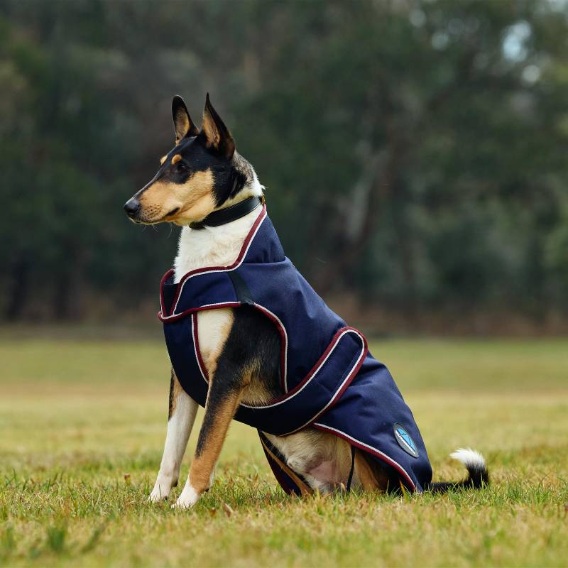 Dog wears Weatherbeeta ComFiTec Premier Deluxe navy/burgundy waterproof coat, sitting on grass.