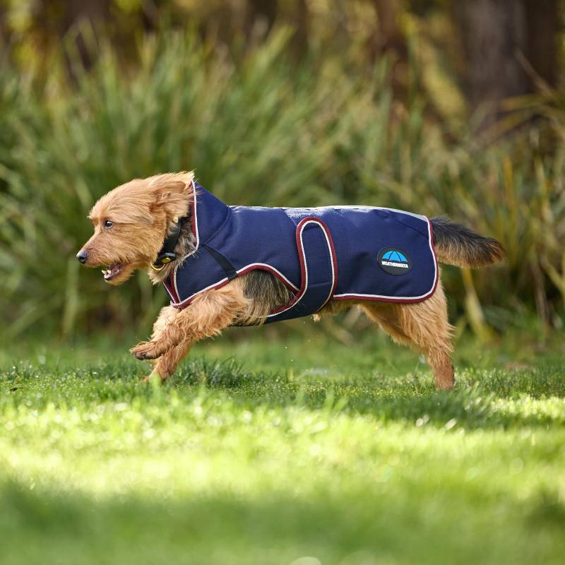 Small brown dog runs on grass in a Weatherbeeta Comfitec Premier Deluxe Navy/Burgundy coat.