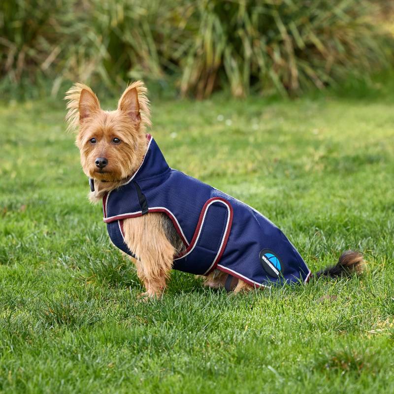 Small brown dog in a Weatherbeeta Comfitec Premier Deluxe navy/burgundy coat sits on grass.