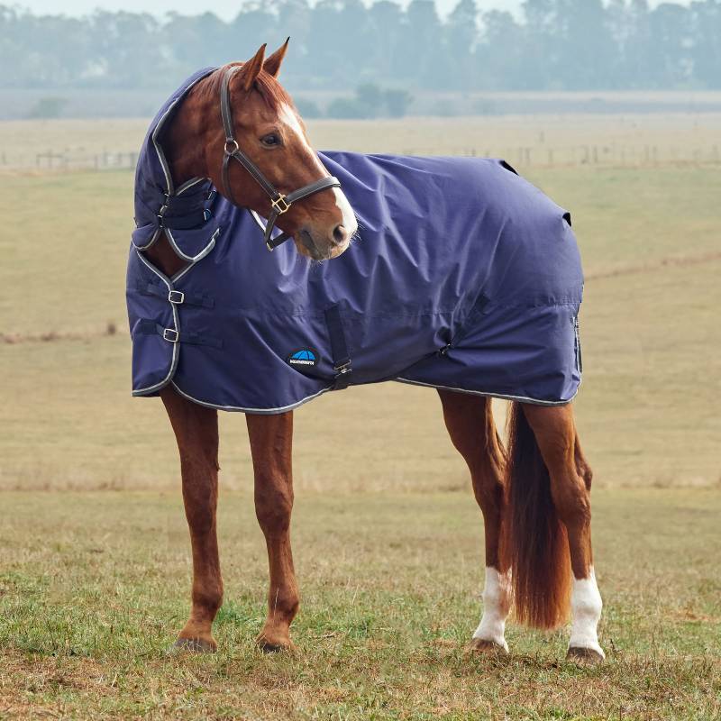 A horse in a Weatherbeeta Comfitec Tyro Combo Neck Turnout Rug stands in a grassy field.