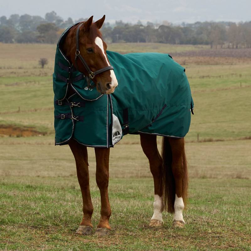 Chestnut horse in a Weatherbeeta Comfitec Plus Dynamic Rug stands on grass in an open field.