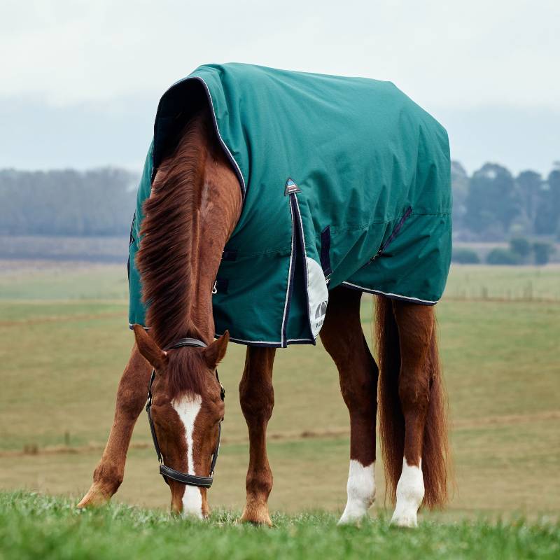 Chestnut horse wears Weatherbeeta ComFiTec Plus Dynamic Medium turnout rug on grass with field behind.