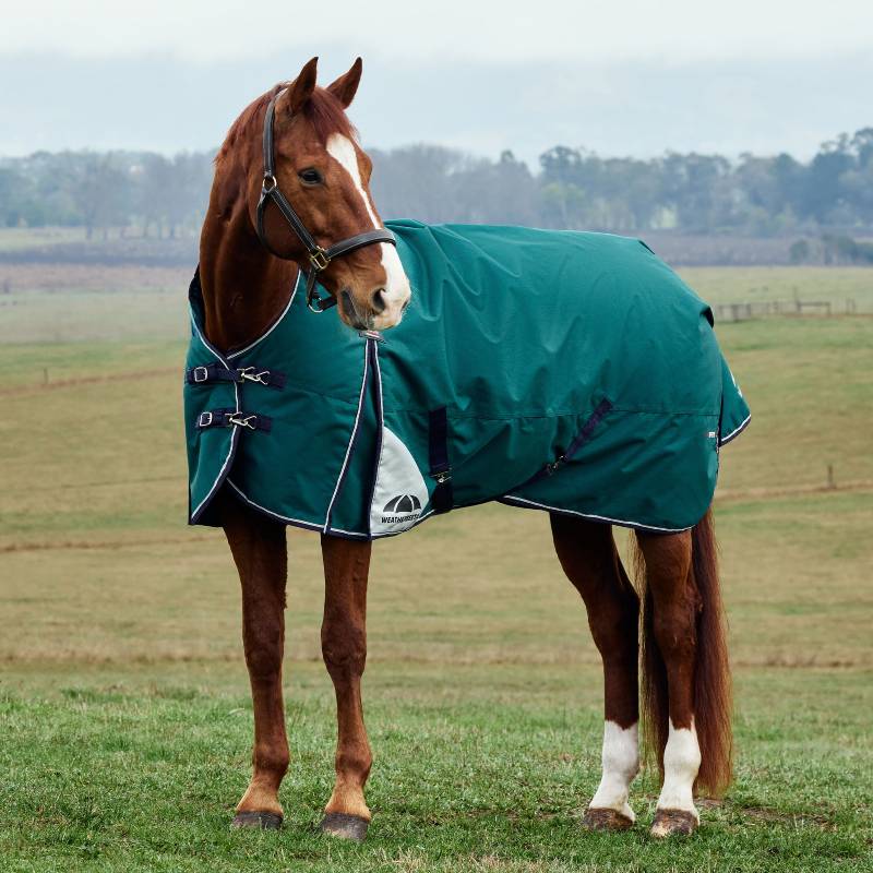 Chestnut horse in a Weatherbeeta Comfitec Plus Dynamic rug stands on grass in an open field.