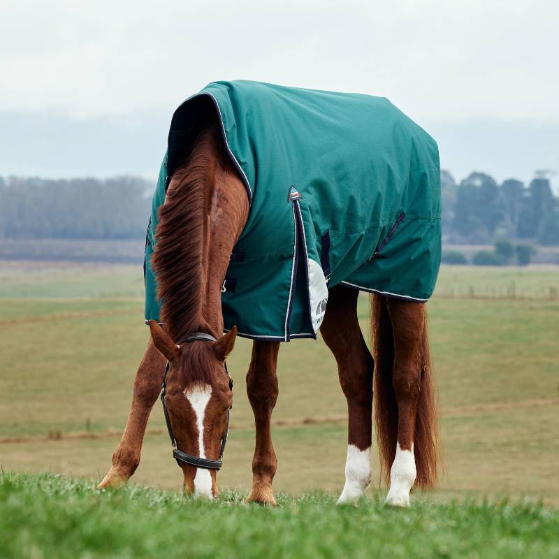 A brown horse in a Weatherbeeta Comfitec Plus Dynamic turnout rug stands on grass.