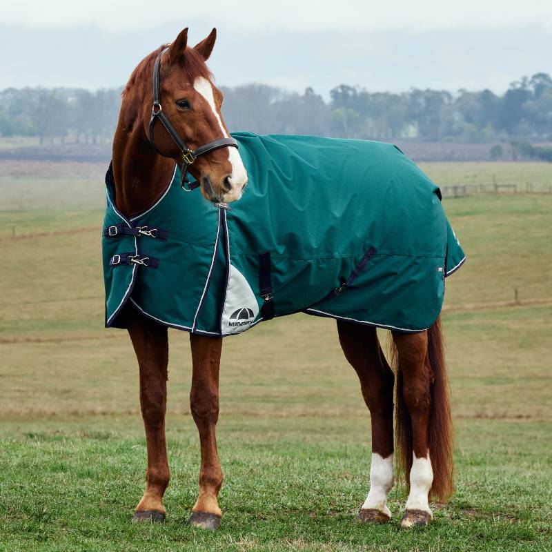 A brown horse in a Weatherbeeta Comfitec Plus Dynamic 100g rug stands on grass in a field.