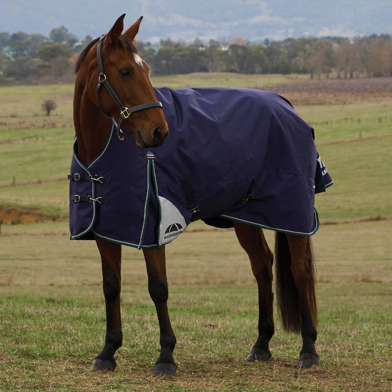A brown horse wears a navy/forest green Weatherbeeta turnout rug in a grassy field.